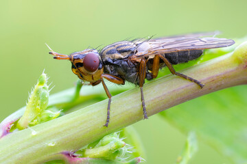 close up of a picture winged fly resting on a wild plant stem.
