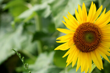 Sunflower blooming close-up.