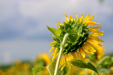 Sunflower blooming close-up.