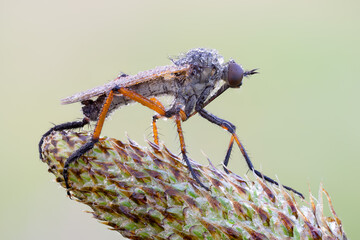 close up of an empid fly covered with dew drops on a wild flower head.
