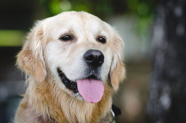 golden retriever portrait