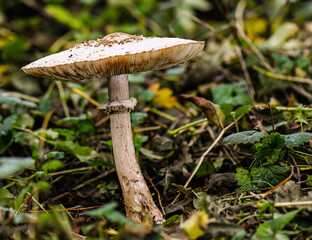 Forrest Fungi