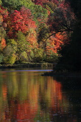 The silhouette of a large willow branch leaning over the Grand River in Autumn, shot in Kitchener, Ontario, Canada.