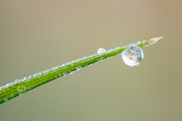 extreme close up of a frozen dew drop at the tip of a blade of grass.