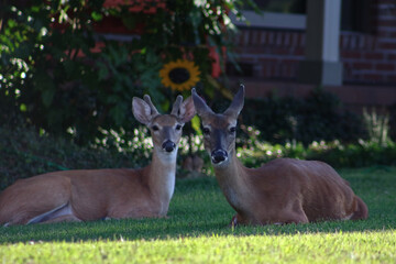Deer pair
