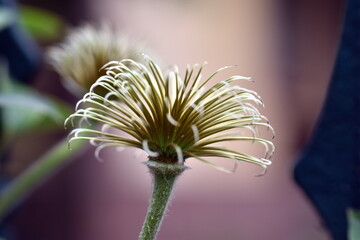 Verwelkte Blüte einer Clematis