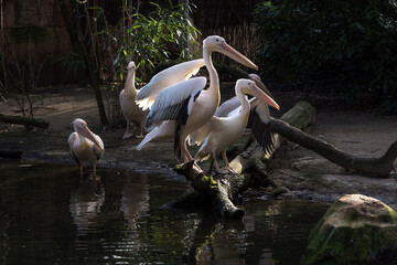 Group of white pelicans at Hanover Zoo