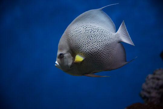 French angelfish (Pomacanthus paru). Fish under water. Blur.