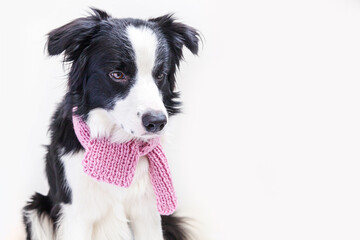 Funny studio portrait of cute smiling puppy dog border collie wearing warm clothes scarf around neck isolated on white background. Winter or autumn portrait of new lovely member of family little dog.