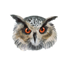 Watercolor portrait of a owl on a white background. Cute forest animal for your design