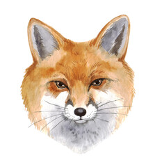 Watercolor portrait of a fox on a white background. Cute forest animal for your design