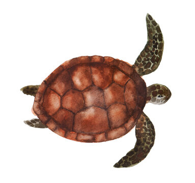 Beautiful watercolor turtle on a white background. Illustration for your print, postcards, website, mugs or bags. Painting for your own design