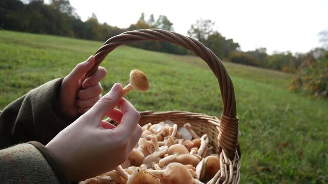 Mushroomer's hands hold a basket full of freshly picked mushrooms, autumn activities, mushroom maker holds the honey fungus in the woods, chiodini mushrooms, go mushrooming video