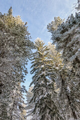 A cold sunny day in winter snow-covered forest. West Siberia.