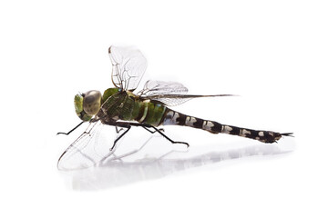 dragonfly on white