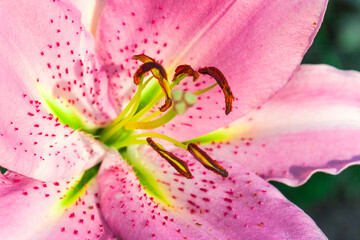 Pink flower Lily variety Josephine. Summer flower