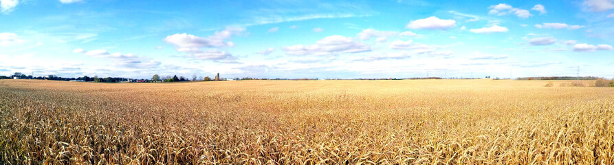 Dried corn stalks in the Sun with blue sky and light white clouds. Field of dried golden corn Autumn panorama background no one.