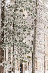 A cold sunny day in winter snow-covered forest. Siberian stone pine. West Siberia.