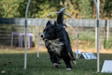 Hund im Hoopers Parcour