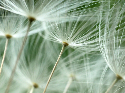 macro dmuchawiec