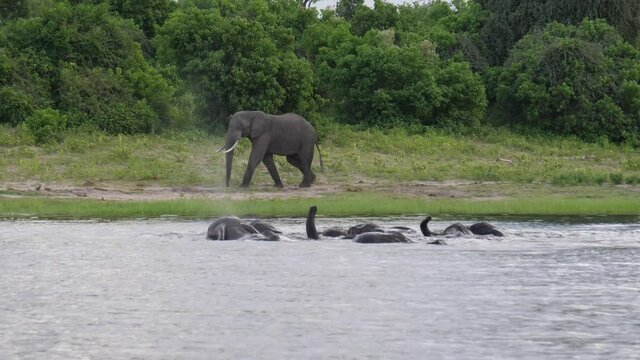 Herd of elephants in a lake at Moremi Game Reserve, Botswana