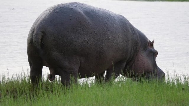 Hippo spraying poop on grass field in Moremi Game Reserve, Botswana