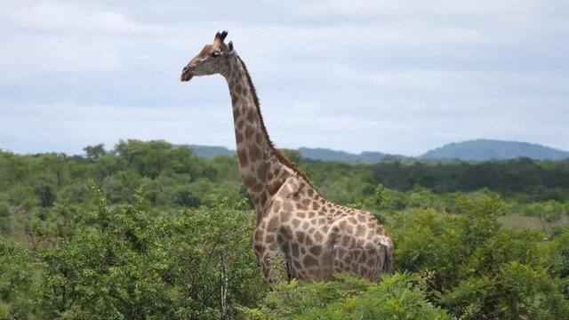 Giraffe looking around at Kyle game reserve in Zimbabwe