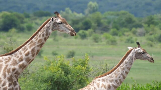 Two Giraffe walking behind each other at Kyle game reserve in Zimbabwe