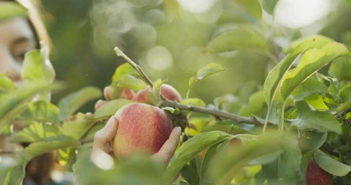 Close up of female gardener picking fresh ripe apple from tree in garden, autumn harvesting concept