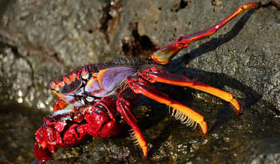 Red crab in foreground on the rocks and near the water, also known as Moorish crab