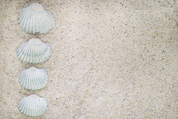 Sea shell arranged in row at the side on sand