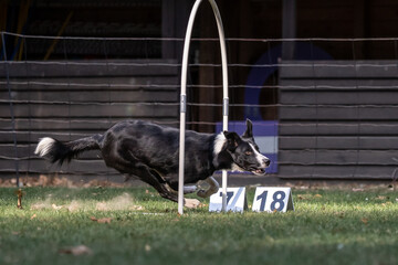 Hund im Hoopers Parcour
