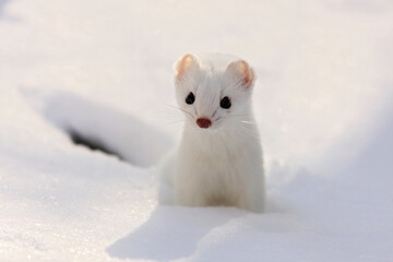 Hermine in snow