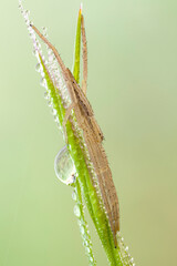 close up of a slender crab spider on grass covered with dew drops.