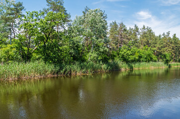River flowing in wooded area