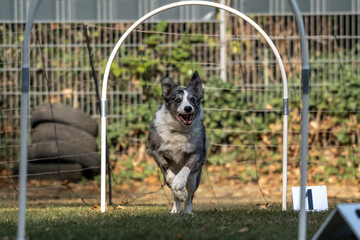 Hund im Hoopers Parcour