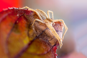 close up of a nursery web spider on an colorful autumn leaf.