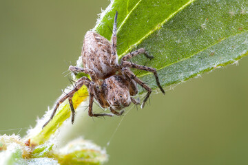close up of a lynx spider on a leaf. dorsal view.