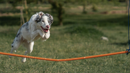 Border collie dog jumping in the grass 