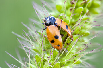 close up of a seven spotted lady bug trapped dead on foxtail grass