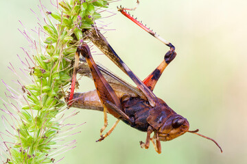 close up of a dead grasshopper trapped on a foxtail grass.