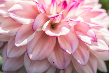 Pink Dahlia flower petals close-up. Background texture