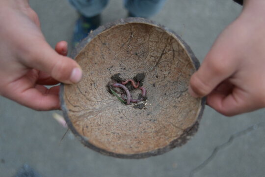 A child holding worms in the coconut shell