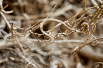 branches of the dry plant