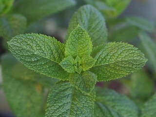 Close up of mint leaves in the garden