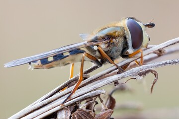 close up of a common hoverfly sleeping on a wild plant branches.