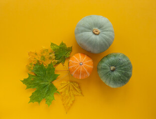 Pumpkins and maple leaves on yellow background. Autumn, Halloween, thanksgiving concept. Flat lay, top view