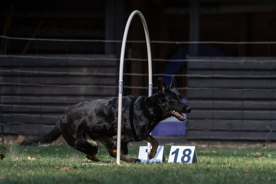 Hund im Hoopers Parcour