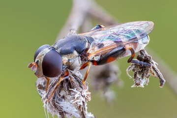 extreme close up of a thick legged hoverfly on a wild plant.