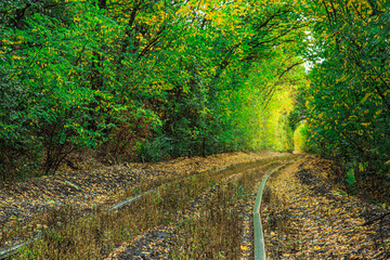 Fototapeta premium Railroad tracks in yellow leaves among trees